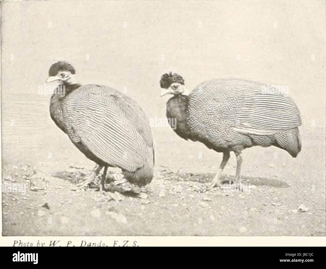 "Vögel anderer Länder, Reptilien, Fische, gegliederte Tiere und niederen Formen;" (1917) Stockfoto