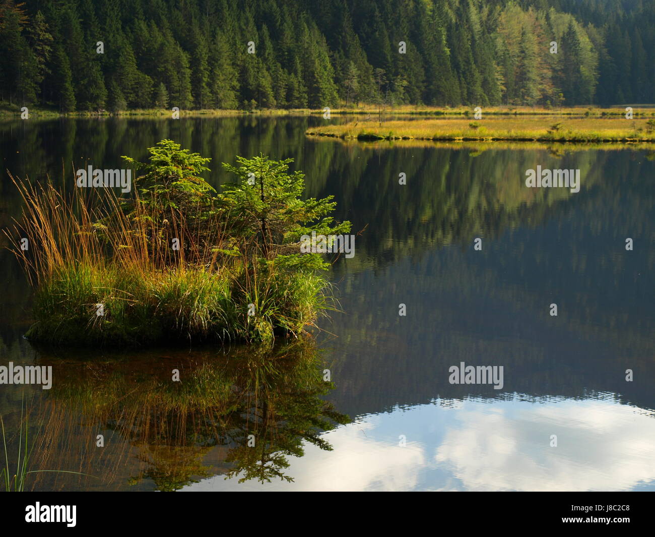 Baum, Spiegelung, Salzwasser, Meer, Ozean, Wasser, Bank, Wald, Strand, blau, Stockfoto