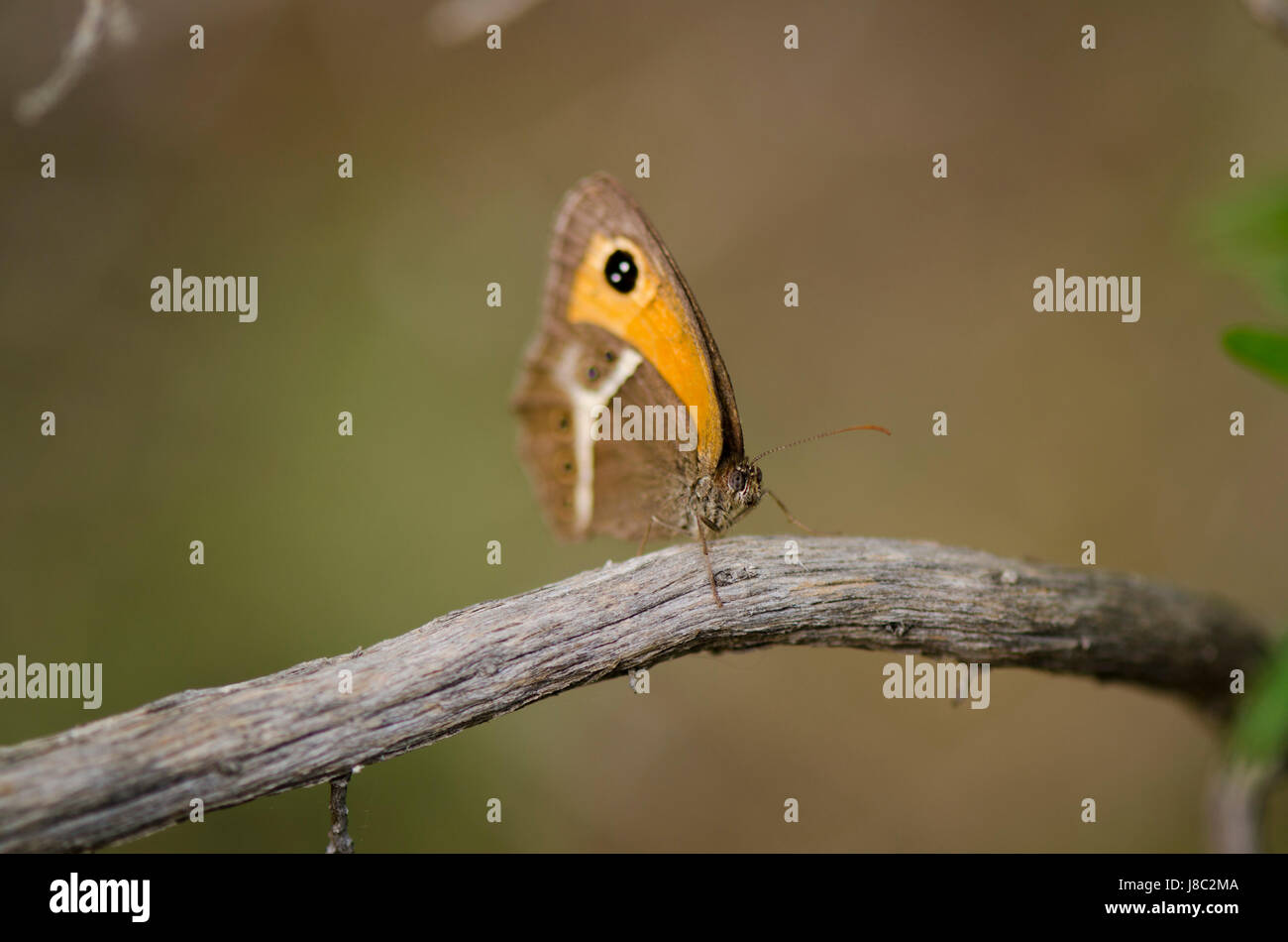 Spanische Gatekeeper, Nymphalidae Pyronia Bathseba, butterfly, Andalusien, Spanien Stockfoto