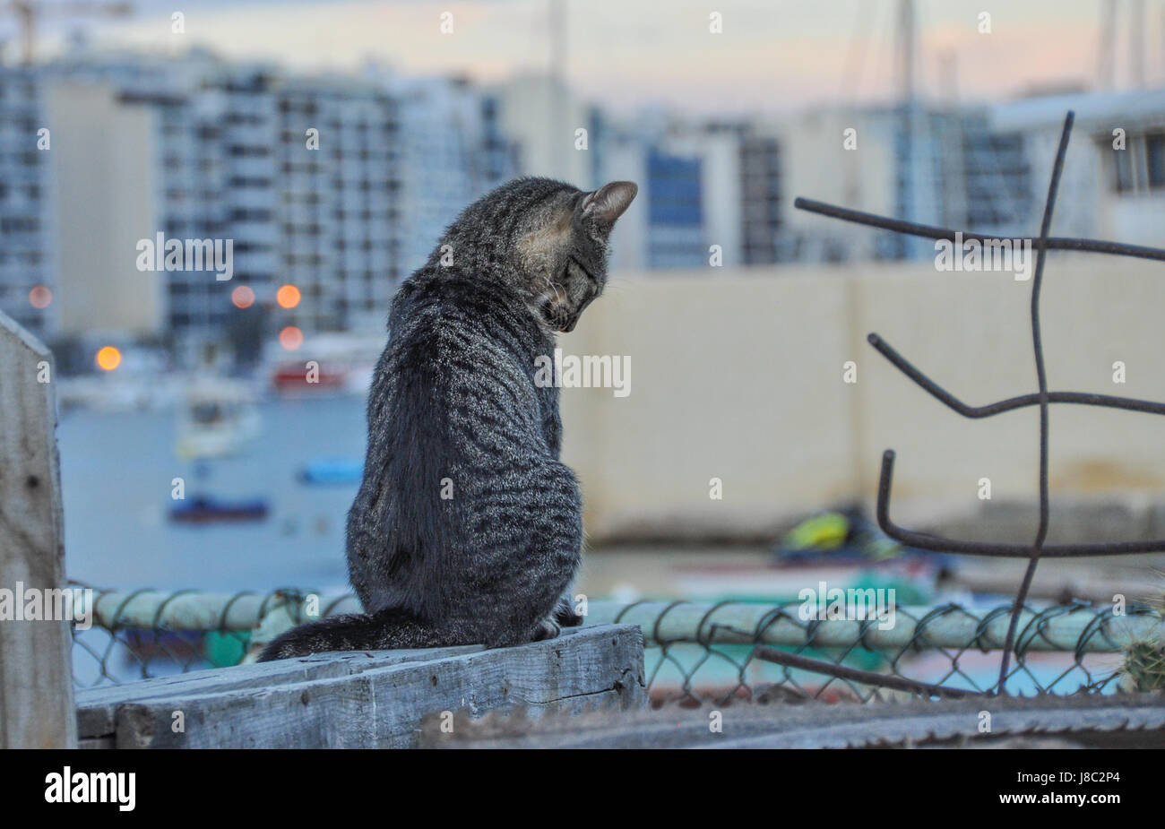 eine graue Katze mit schwarzen Streifen sitzt auf dem Zaun mit Blick auf Wasser und eine Stadt mit dem Rücken zur Kamera Stockfoto