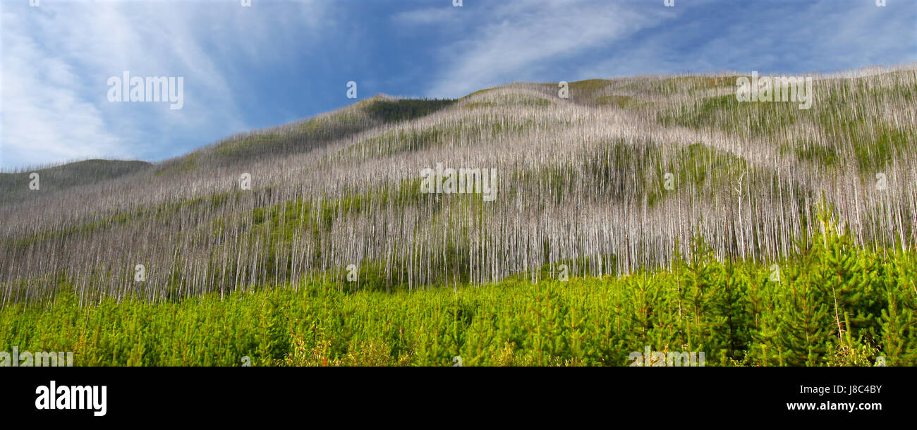 Baum, Kiefer, Nadelbaum, national, Wald, schöne, beauteously, nett, Reisen, Stockfoto