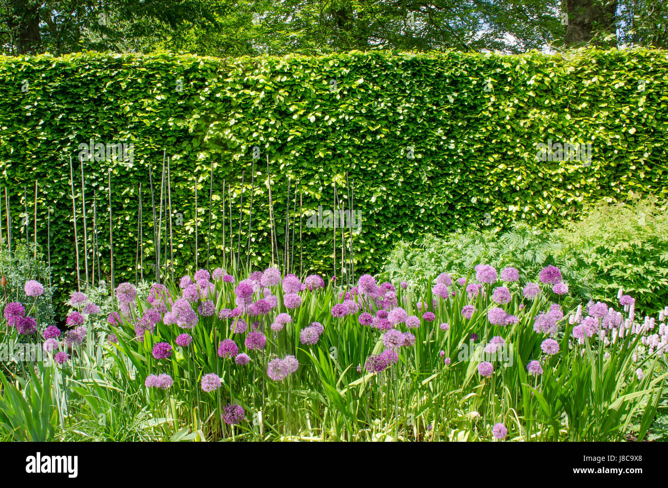 Lila Alliums im englischen Grenze mit Hecke im Hintergrund Stockfoto