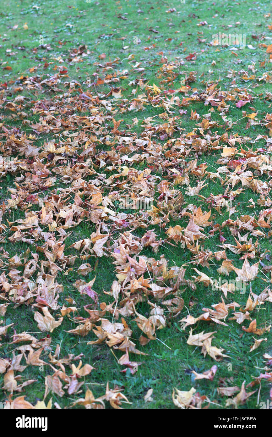 Herbstlaub auf dem Boden - vertikal Stockfoto