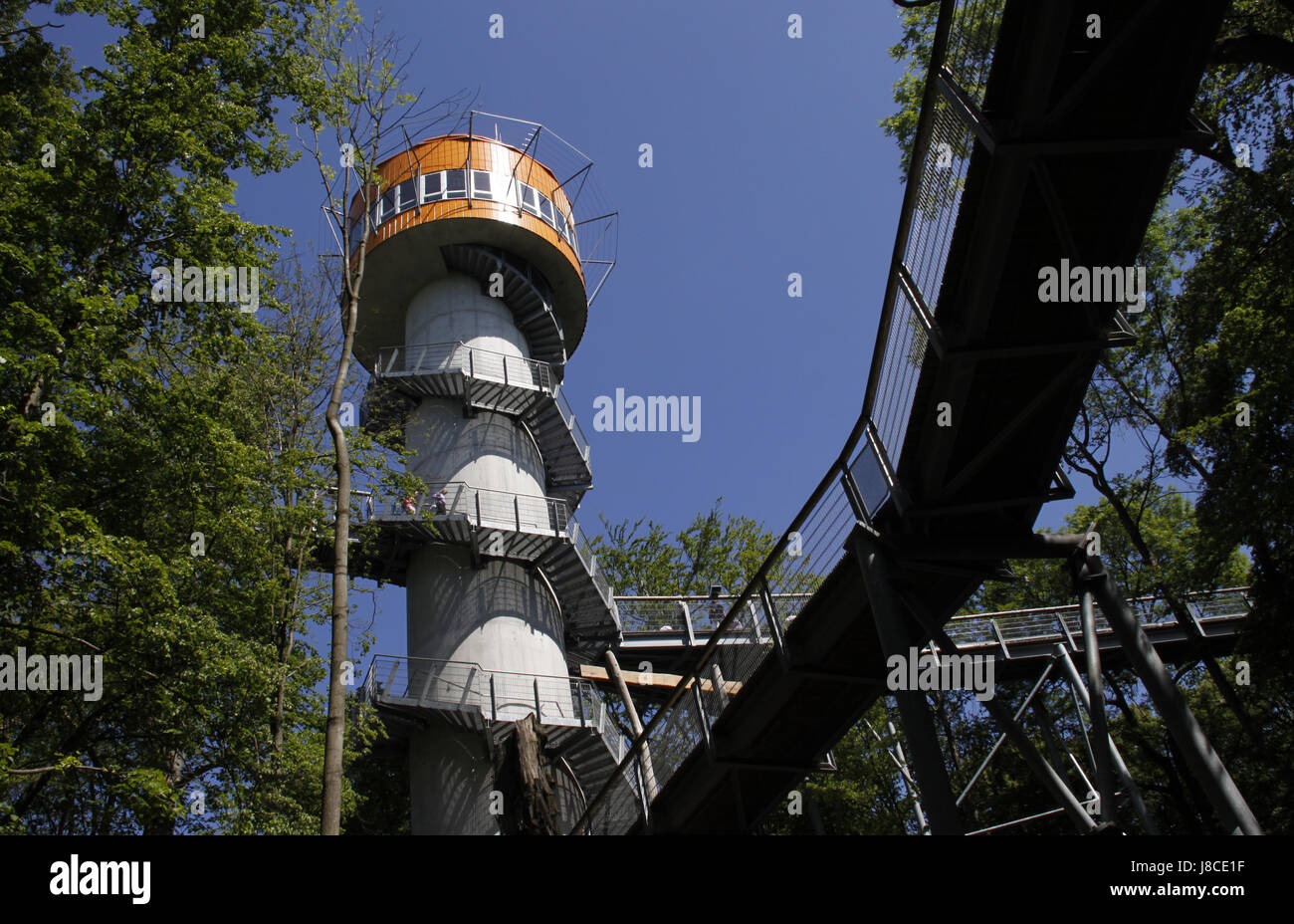 Baumwipfelpfad im Nationalpark hainich Stockfoto