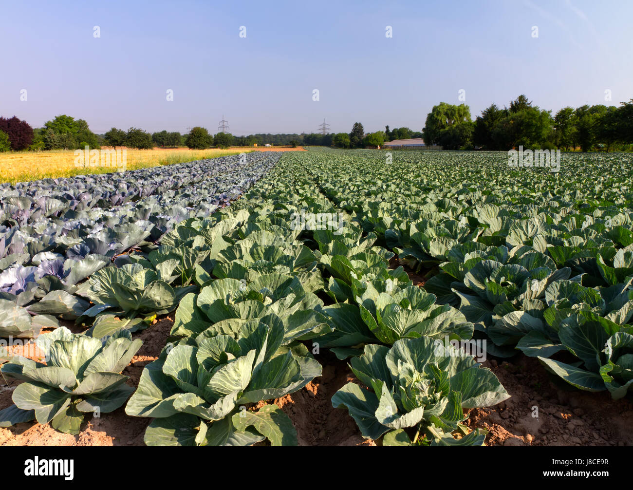 Feld, Ernte, Gemüse, Bauernhof, Kohl, Land, Rotkohl, Immobilien, gemahlen, Stockfoto