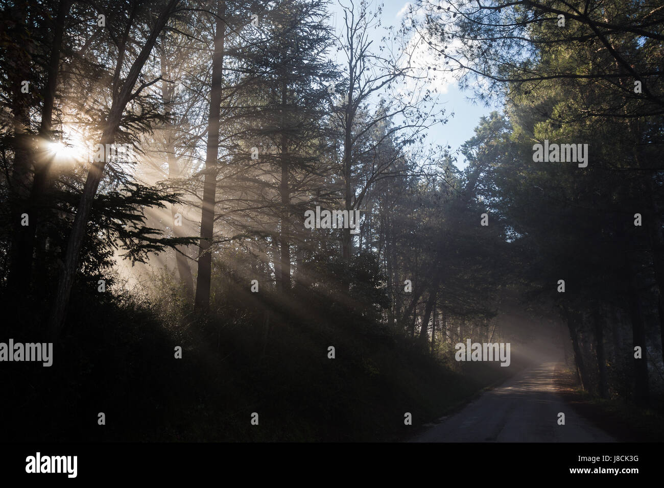 Kräftige Sonnenstrahlen schneiden durch den Nebel auf einer Straße, in der Mitte einige Bäume in den Schatten Stockfoto