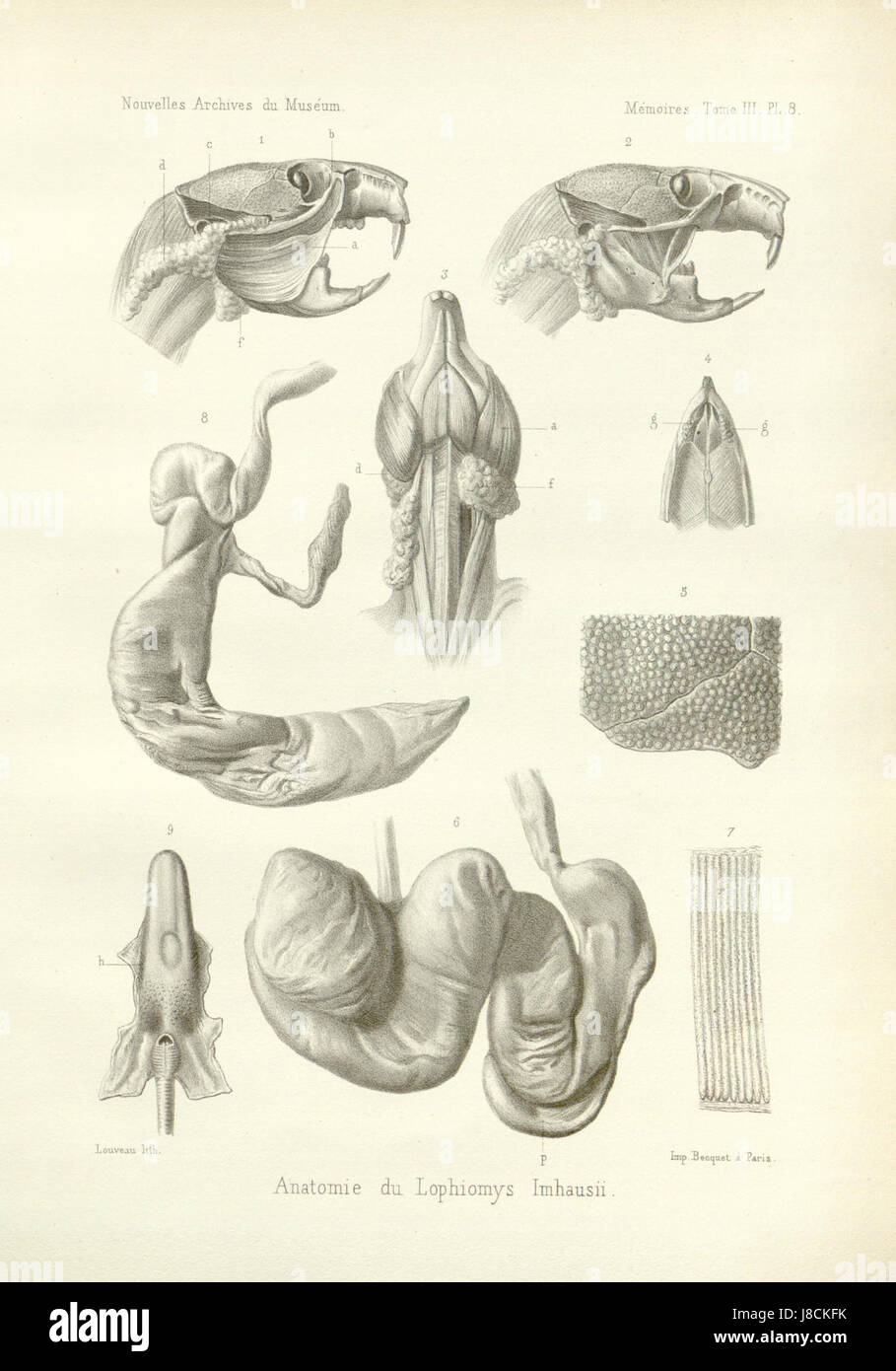 Lophiomys fig3 Stockfoto