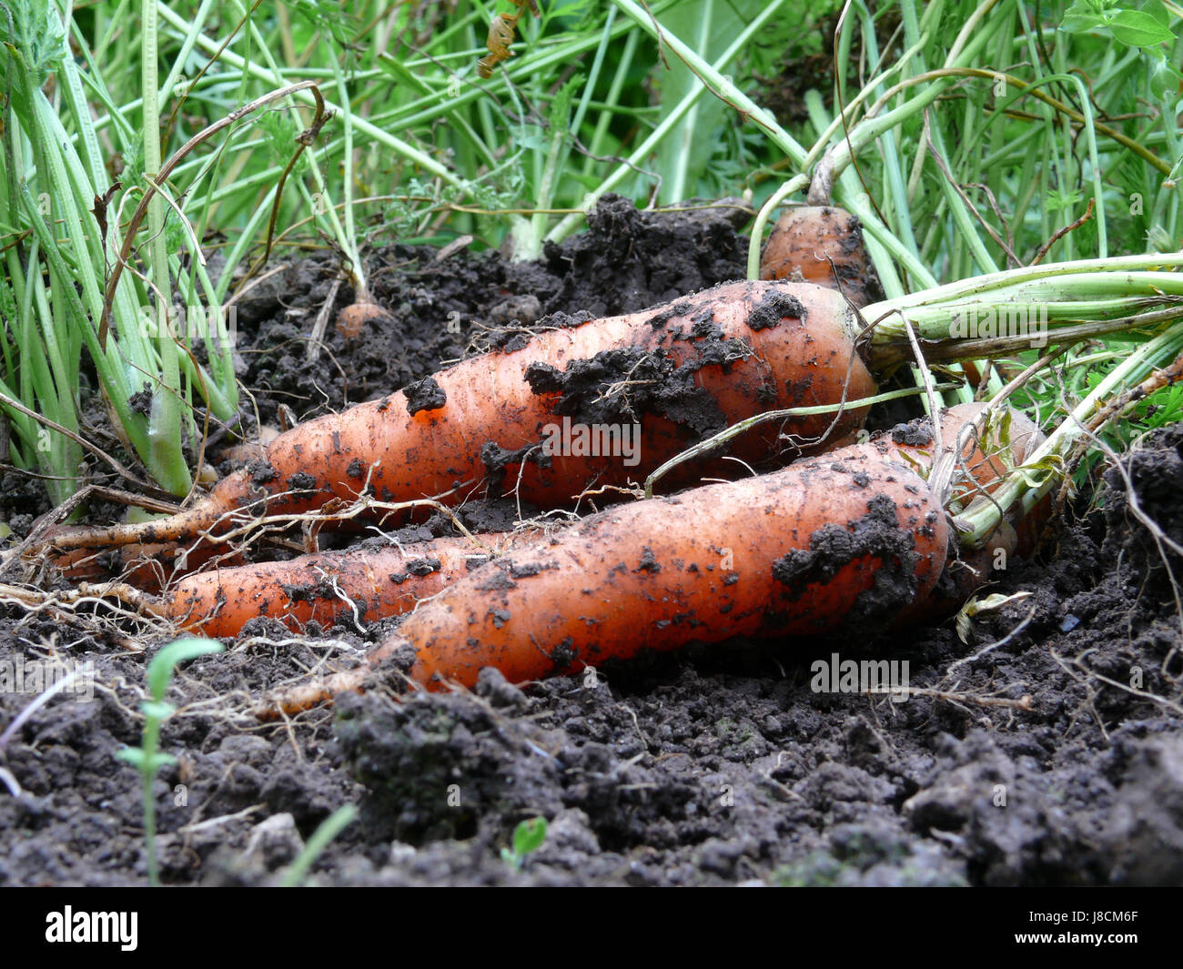Wurzel, Karotten, rot, Acre, Anbau, Wurzel, Karotten, Mutterboden, Ernte, rot, Stockfoto