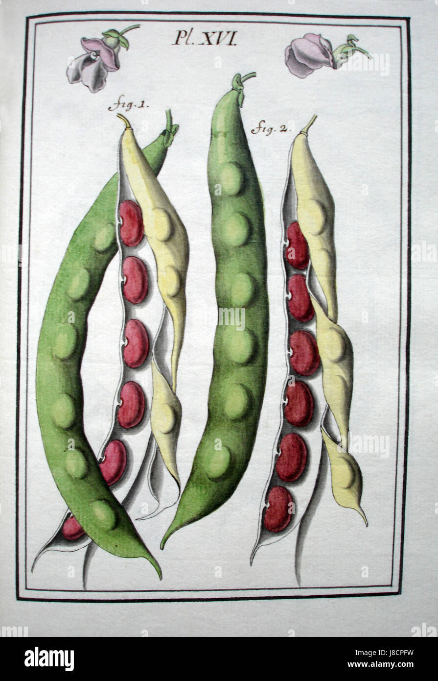 Diese botanische Abbildung zeigt „LeBerryais haricots“, eine Sorte von Bohnen, die in der Region Berry in Frankreich angebaut werden, und zeigt die Merkmale der Pflanze für landwirtschaftliche und kulinarische Zwecke. Stockfoto