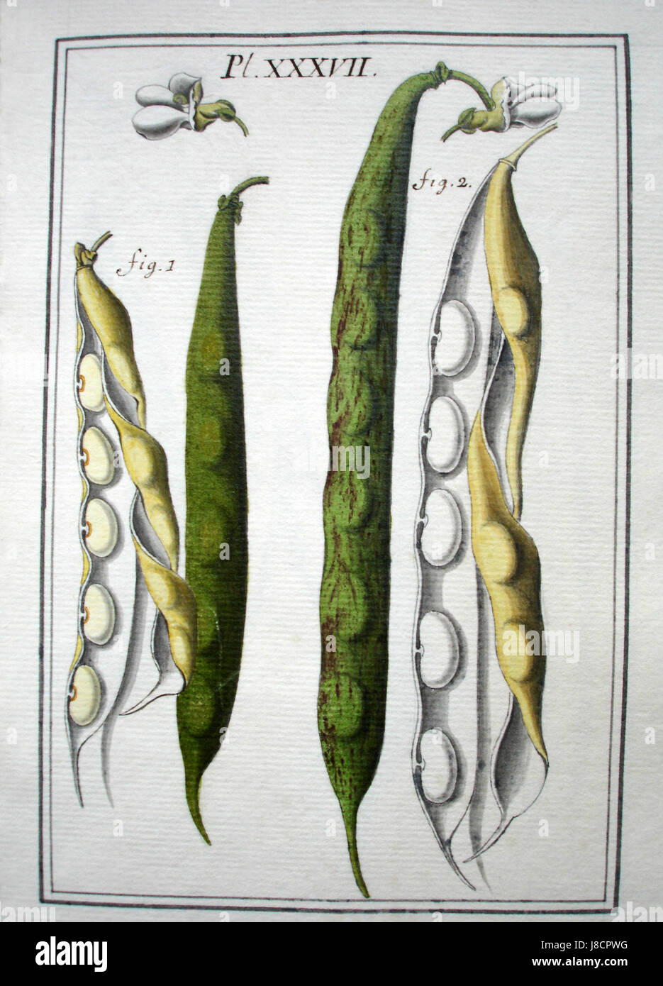 "LeBerryais haricots" bezieht sich auf eine Art von Bohnen aus der Region Berry in Frankreich. Dieses Bild zeigt wahrscheinlich eine botanische Darstellung dieser Sorte, die ihre wichtigsten Merkmale und ihre vielfältigen Verwendungsmöglichkeiten zeigt. Stockfoto