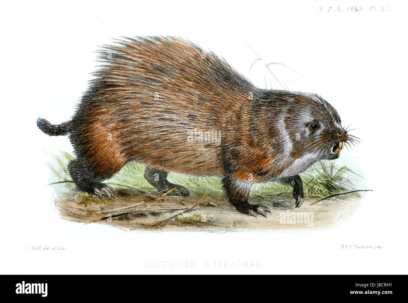 ErethizonRufescensWolf Stockfoto