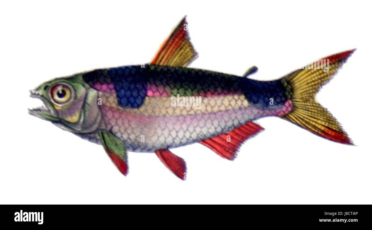 Exodon paradoxus, auch Castelnauâ Exodon genannt, ist eine in Südamerika heimische Fischart. Sie kommt in Süßwasserflüssen und Seen vor und ist bekannt für ihre besonderen Merkmale und Futtergewohnheiten. Stockfoto