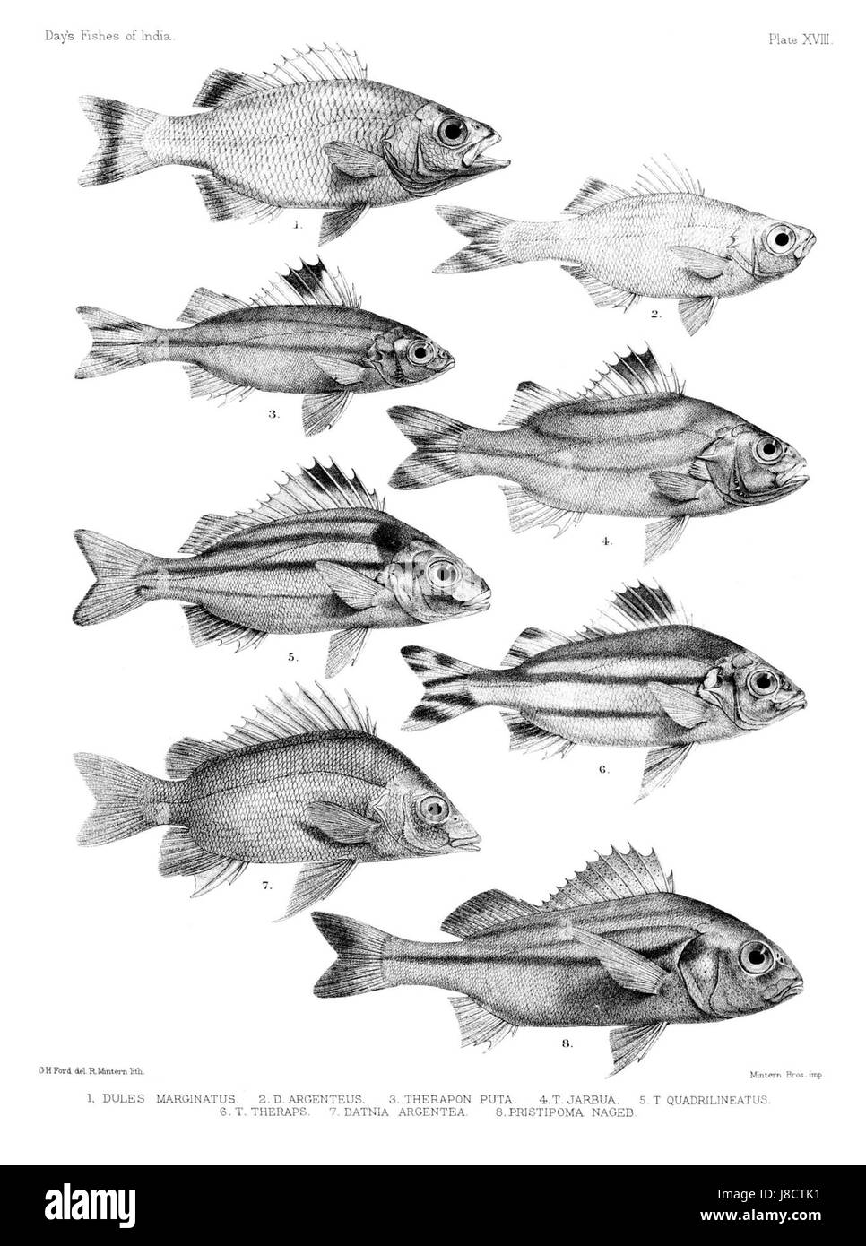 Diese Platte aus dem atlas „Fishes of India“ zeigt detaillierte Darstellungen verschiedener Fischarten in indischen Gewässern. Es enthält genaue Abbildungen zur Identifizierung lokaler Fische und trägt so zur wissenschaftlichen Forschung und Meeresbiologie in Indien bei. Stockfoto
