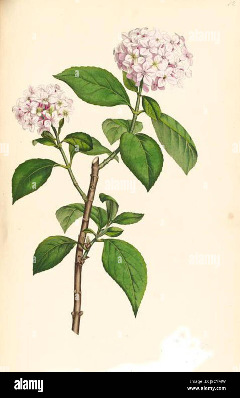Hydrangea Hortensis smith Stockfoto