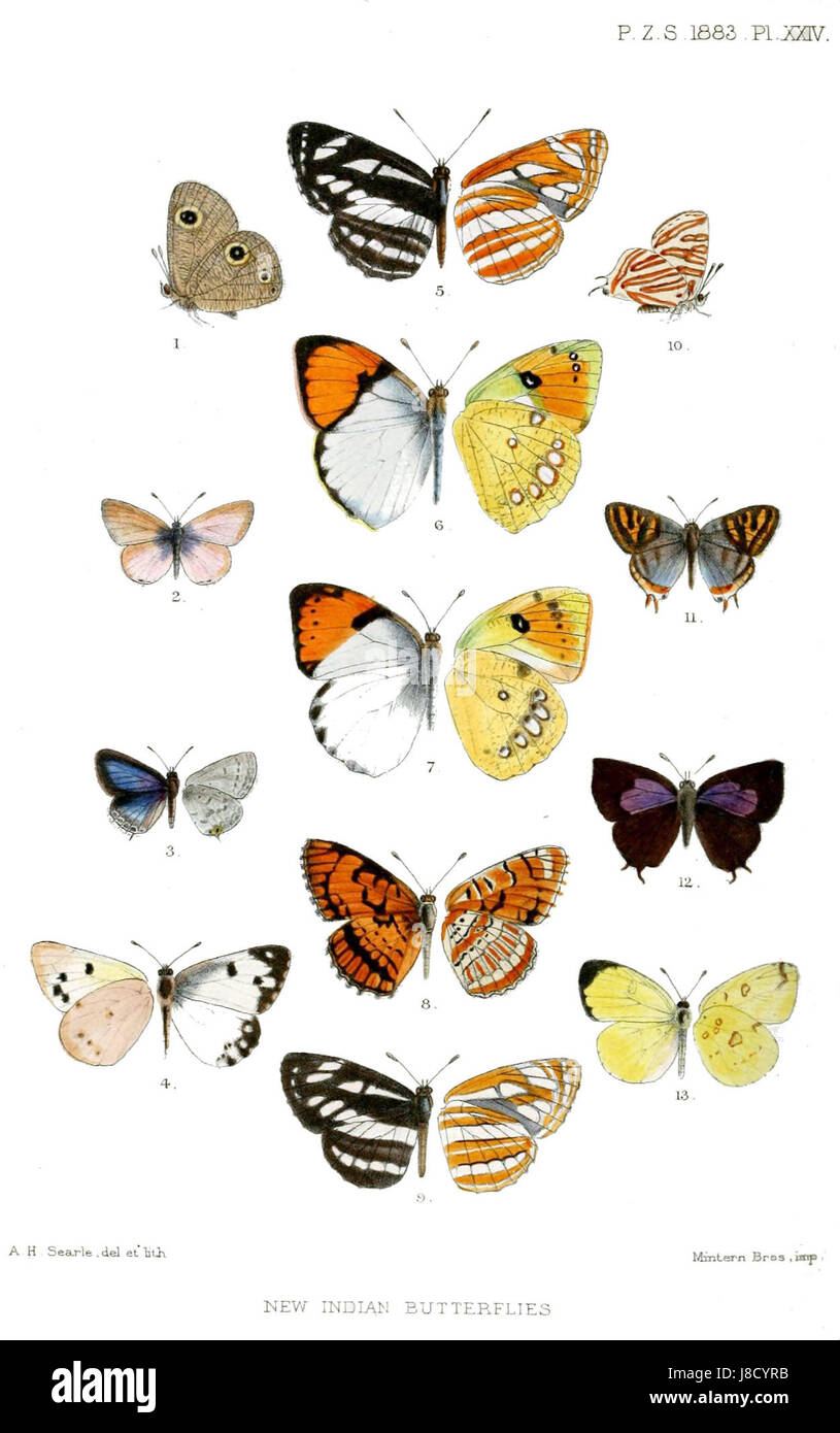 Dieser Titel bezieht sich auf eine Arbeit über Indische Lepidoptera, einen Zweig der Entomologie, der sich auf Schmetterlinge und Falter konzentriert. Searle bezieht sich wahrscheinlich auf den Autor oder Compiler der Studie. Stockfoto