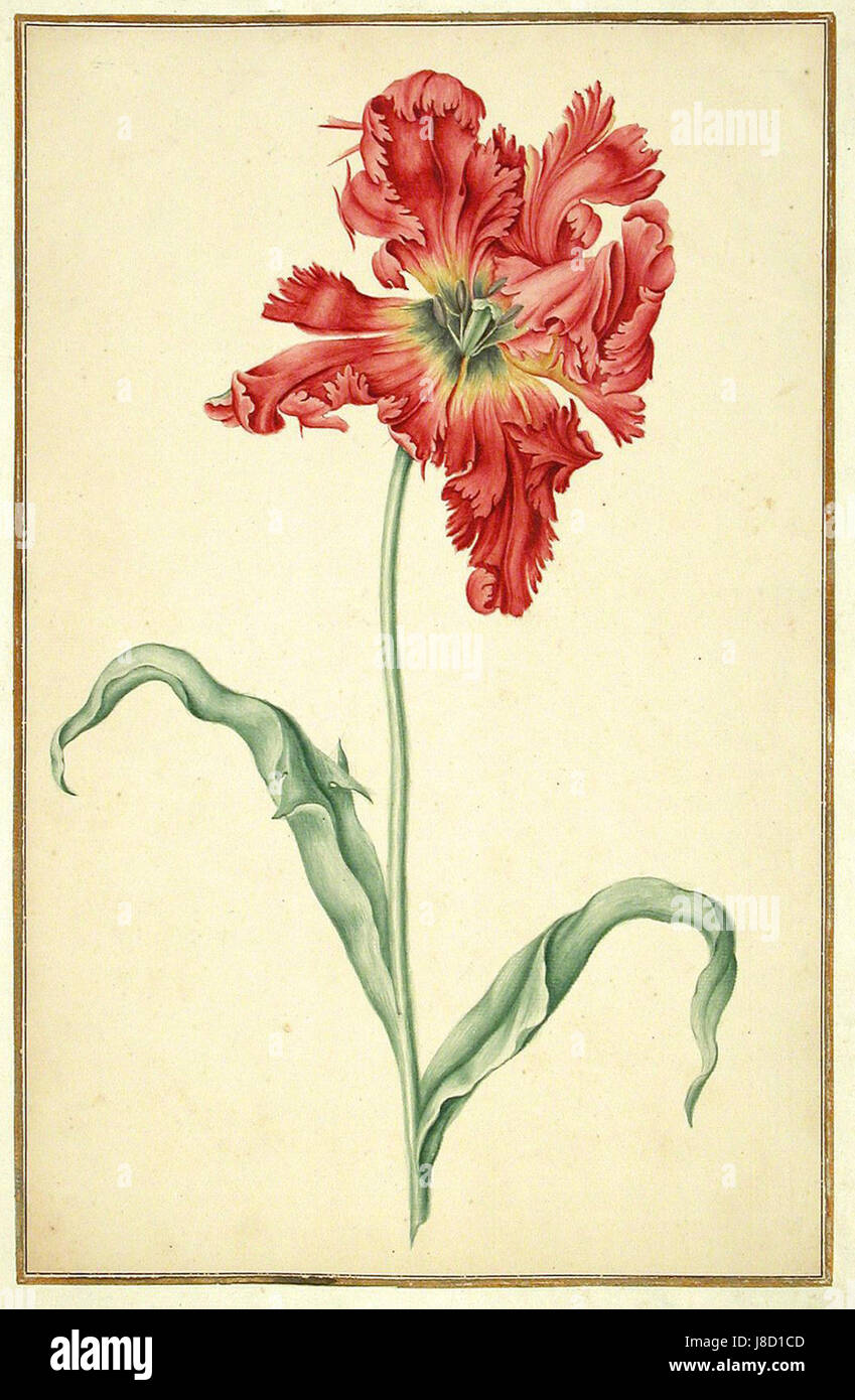 Das Karlsruher Tulpenbuch, ein botanisches Buch mit Tulpenillustrationen, enthält detaillierte Darstellungen von Tulpenarten. Das Kunstwerk dieses Buches ist ein bedeutender Beitrag zur botanischen Literatur. Stockfoto