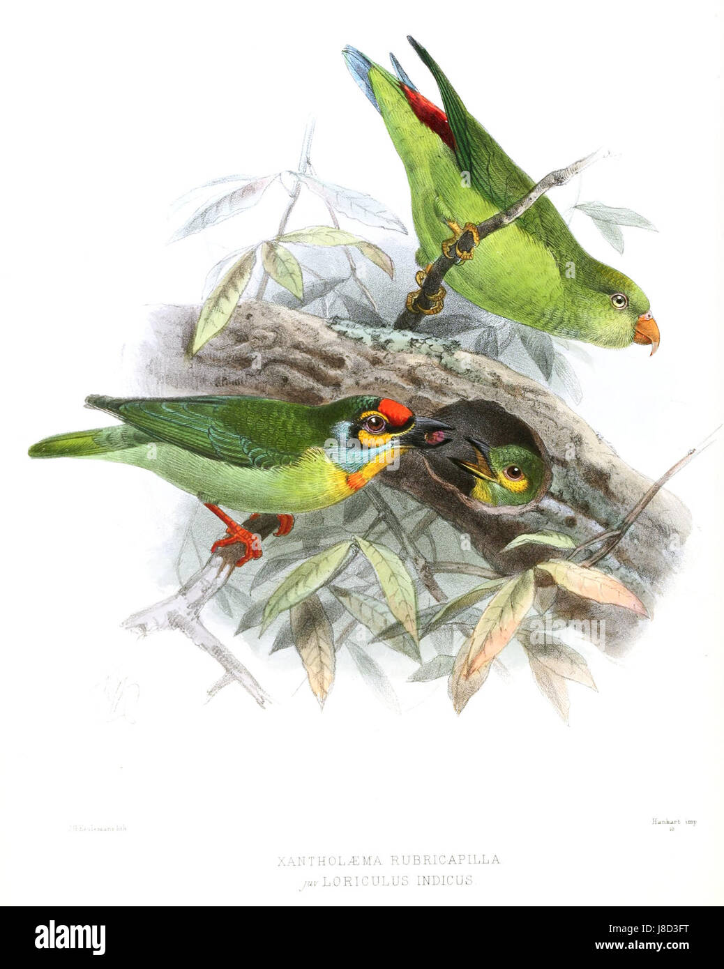 MegalaimaRubricapillusLegge Stockfoto