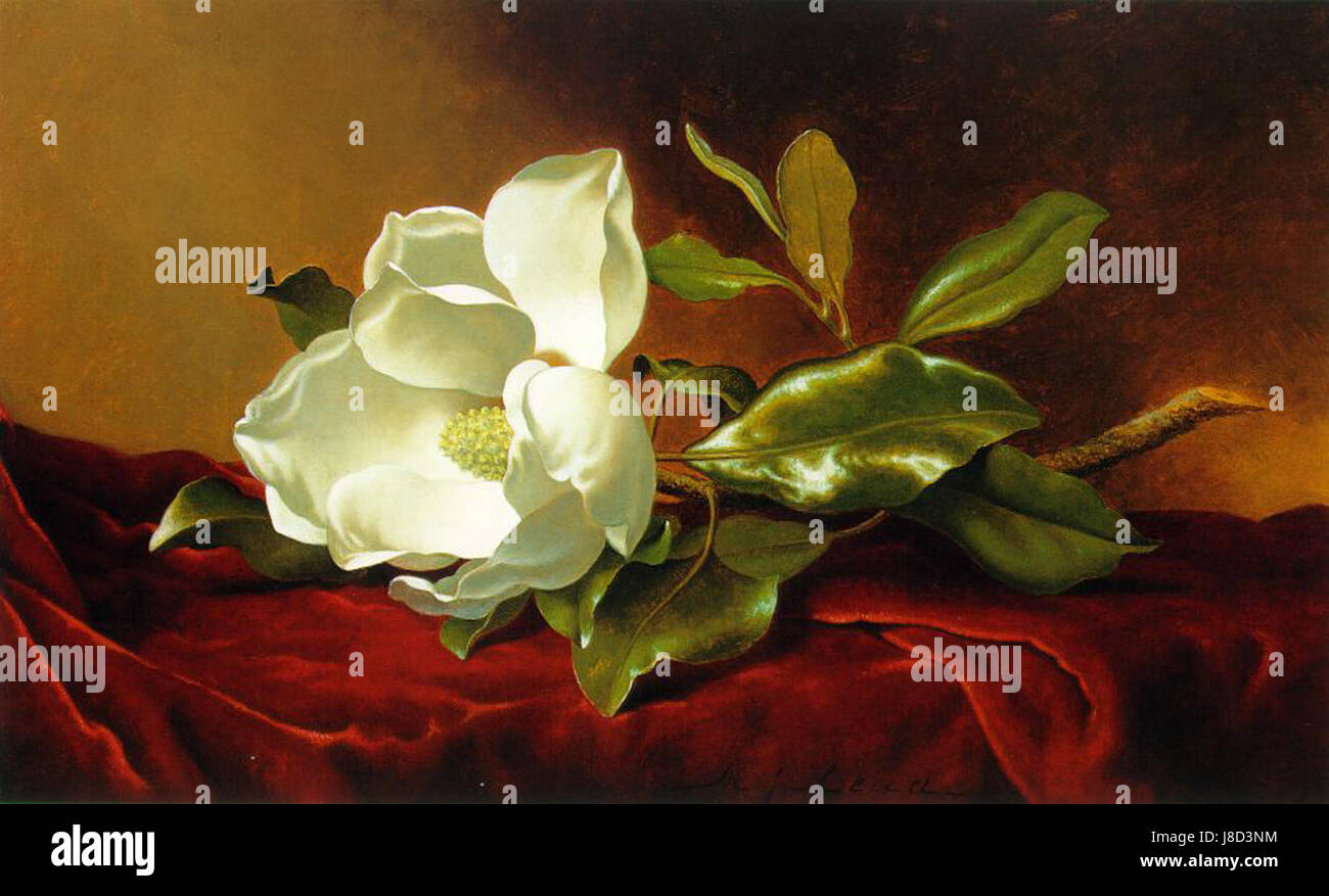 Dieses Gemälde von Martin Johnson Heade zeigt eine Magnolienblume auf rotem Samtgrund und zeigt seinen detaillierten botanischen Kunststil. Stockfoto