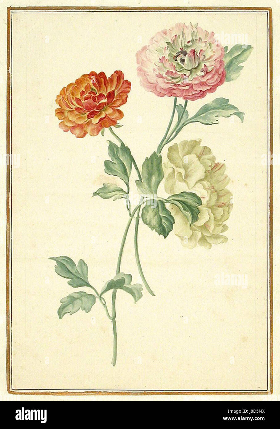Das „Karlsruher Tulpenbuch“ ist ein botanisches Werk mit detaillierten Illustrationen von Tulpenarten, das botanische Kunst und Blumenzucht zeigt. Stockfoto
