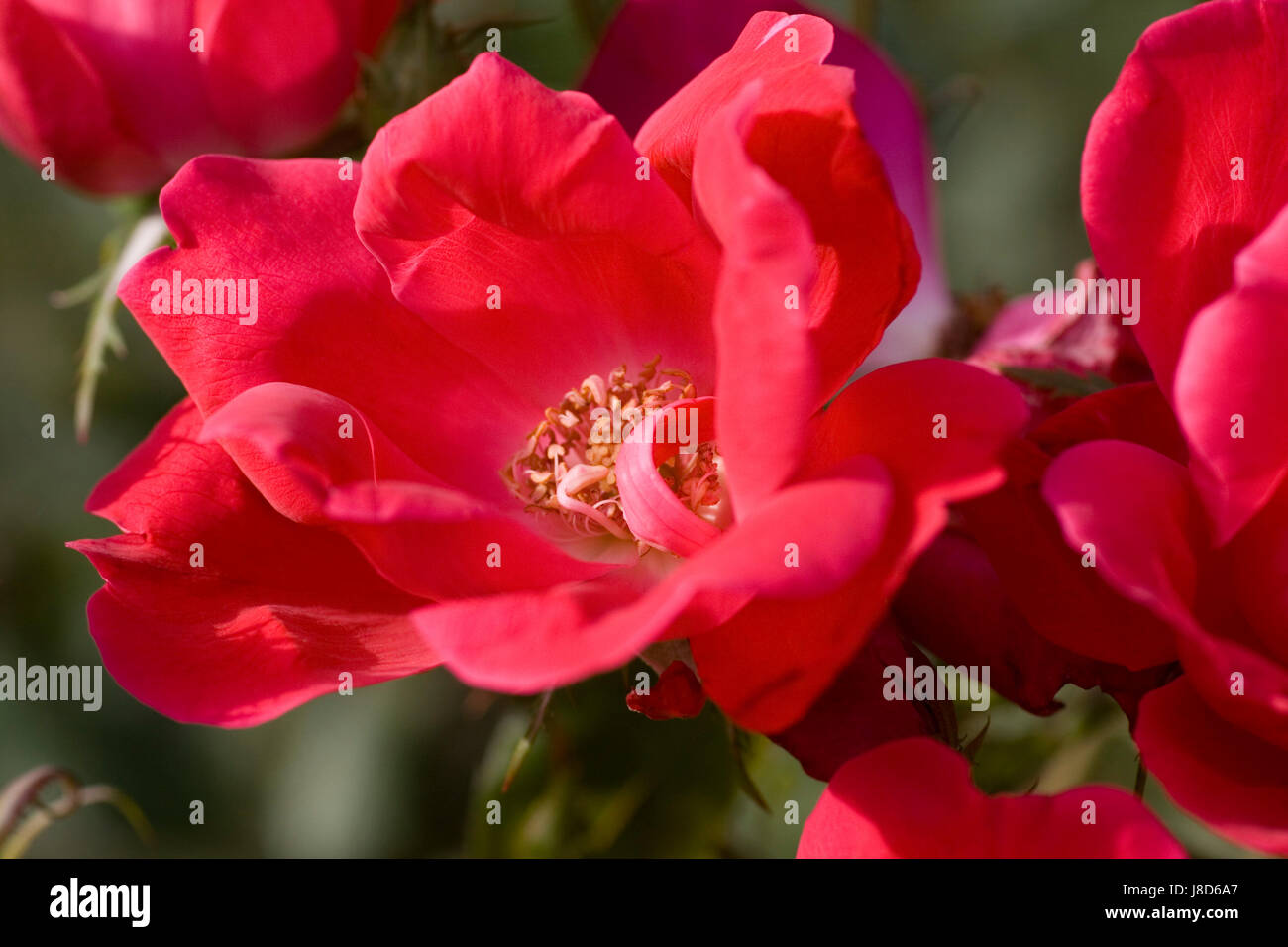 Rose queen Stockfoto