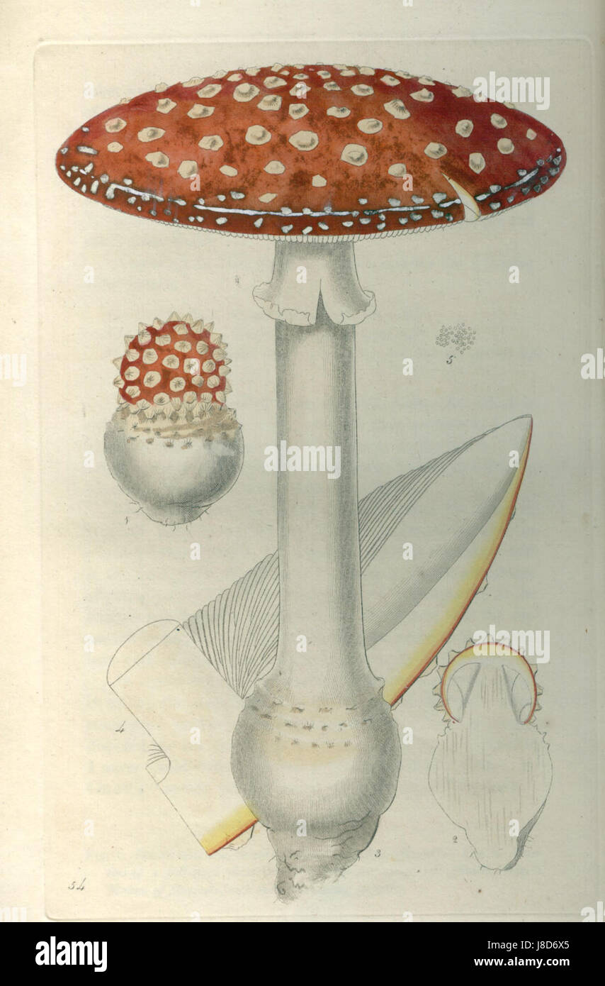 Dieser Kupferstich von William Miller, der auf dem Werk von R. K. Greville basiert, zeigt den *Fliegenpilz*, eine Art, die für seine charakteristische rote Kappe und weißen Flecken bekannt ist und oft mit Folklore und Mythologie in Verbindung gebracht wird. Stockfoto