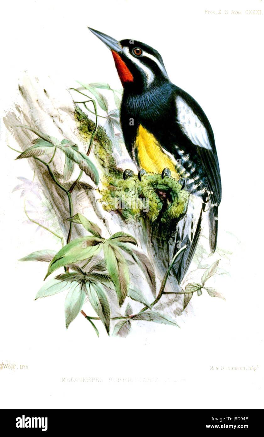 Ein Verweis auf Melanerpes rubrigularis, allgemein bekannt als Rotspechte, eine in Amerika heimische Vogelart, die sich auf ihre natürlichen Eigenschaften und ihren Lebensraum konzentriert. Stockfoto