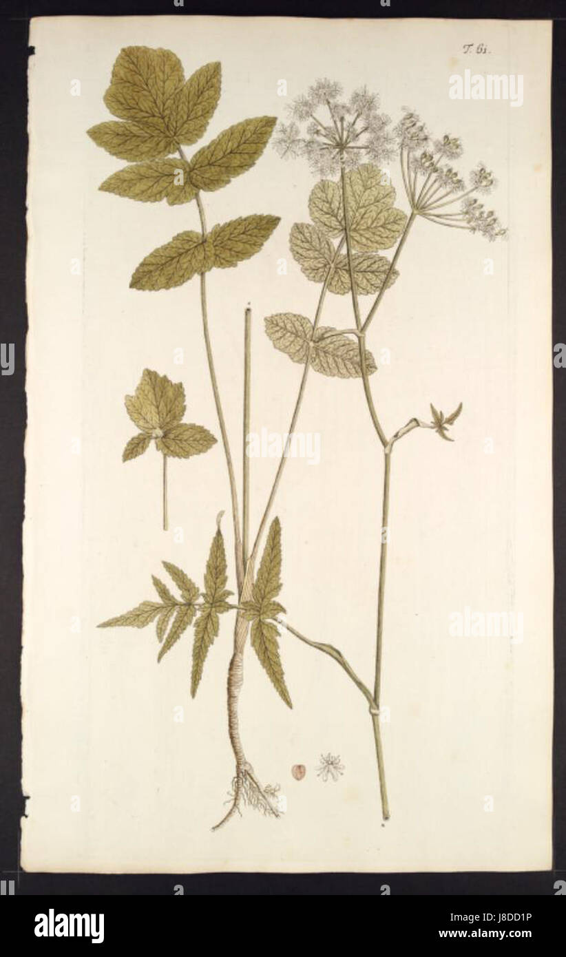 Heracleum austriacum, auch bekannt als Österreichische Hogweed, ist eine in Europa und Teilen Asiens heimische Pflanzenart. Er ist bekannt für seine großen, breiten Blätter und weißen Blütengruppen. Obwohl es optisch auffällt, kann es giftig sein und sollte mit Vorsicht behandelt werden. Stockfoto