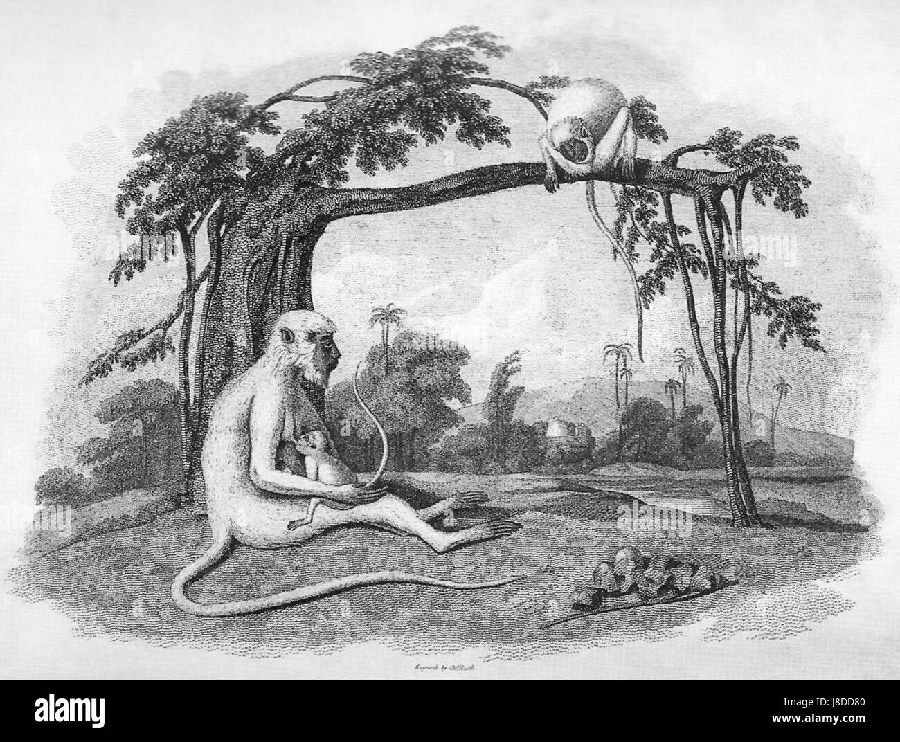 LangurFamily Stockfoto