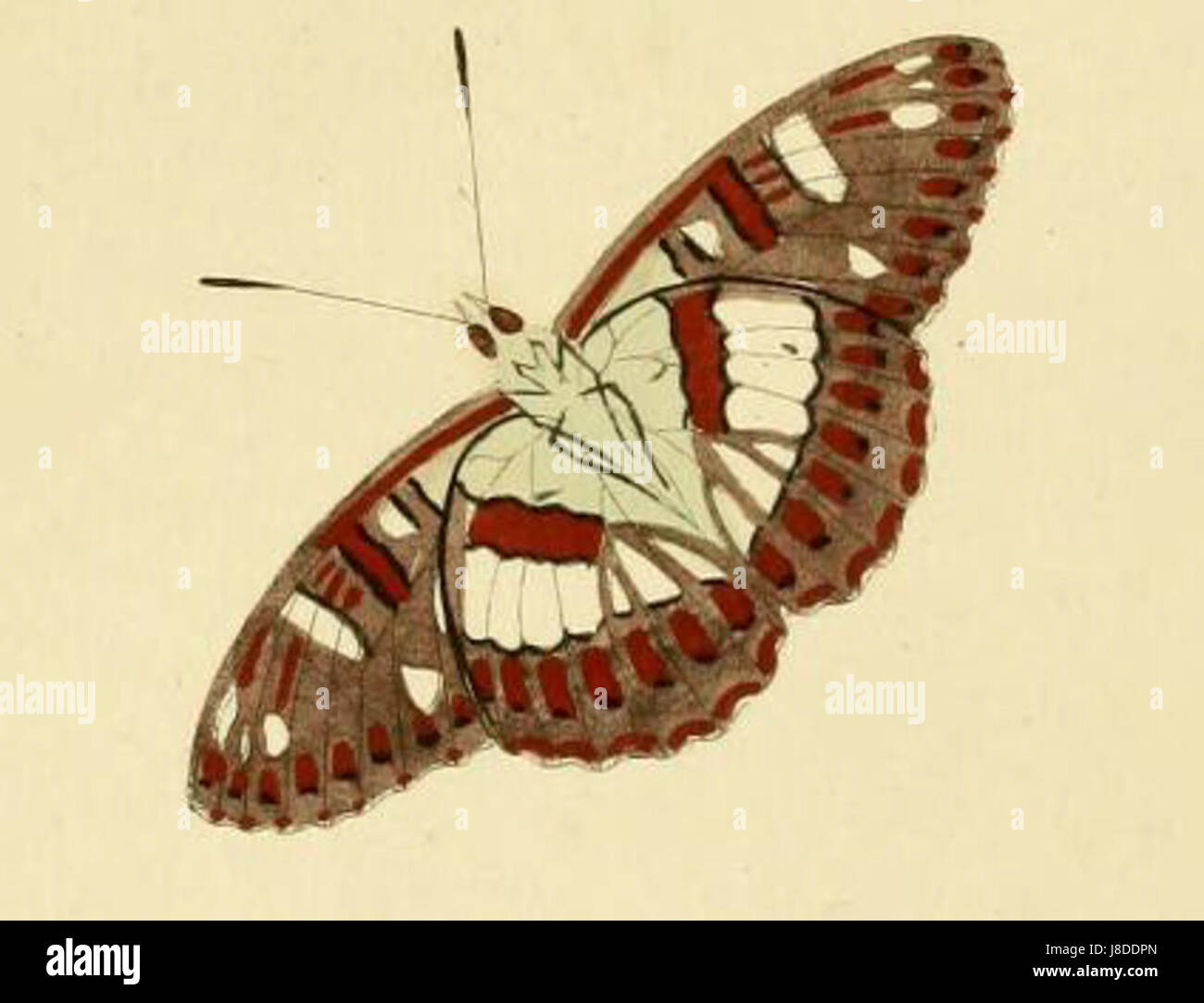 Limenitis camilla, auch bekannt als der Weiße Admiral-Schmetterling, ist in Teilen Europas und Asiens beheimatet. Seine markanten schwarz-weißen Flügel machen ihn zu einer erkennbaren Spezies. Sie kommt häufig in Wäldern vor, ernährt sich von Nektar und legt Eier auf bestimmte Wirtspflanzen. Stockfoto