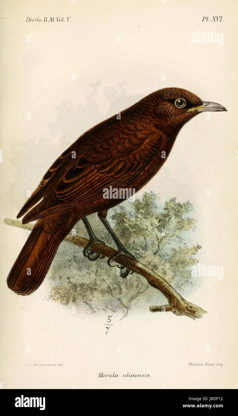 Merula Ulietensis ist eine Vogelart, die von Keulemans dargestellt wird, einem Künstler, der für seine detaillierten Illustrationen exotischer Tierarten bekannt ist und die Schönheit der Vogelarten zeigt. Stockfoto