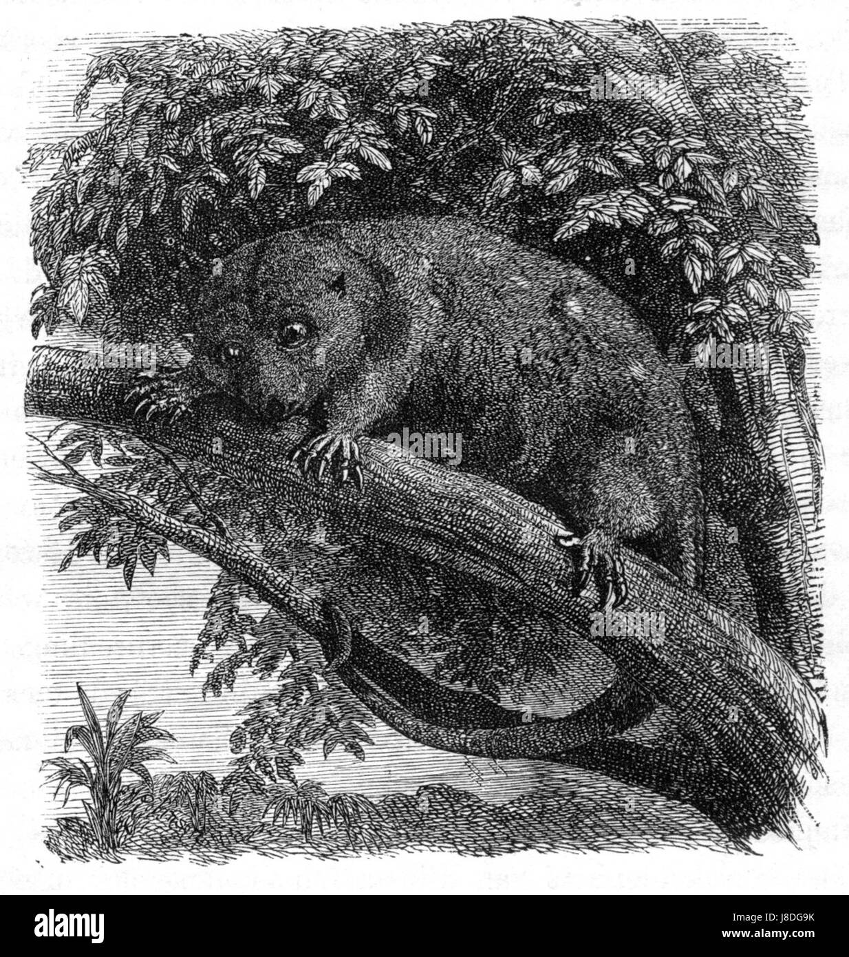 Der Cuscus ornatus ist eine Beutelart, die auf den Molukken im Malaiischen Archipel beheimatet ist. Dieses Tier ist bekannt für seine charakteristischen Pelzmuster und gehört zur Beutelfamilie. Stockfoto