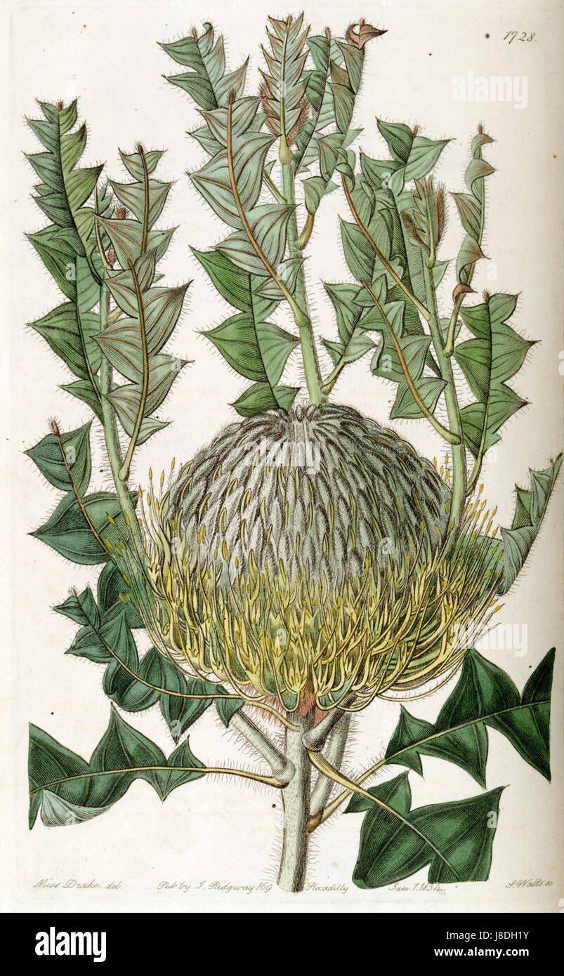 Eine detaillierte botanische Illustration aus Band 20 des Botanical Registers von Edwardsâ, die Banksia speciosa zeigt, eine Art, die für ihre auffälligen Blumen bekannt ist. Diese Arbeit trug zur Erforschung und Dokumentation von Pflanzenarten im 18. Jahrhundert bei. Stockfoto