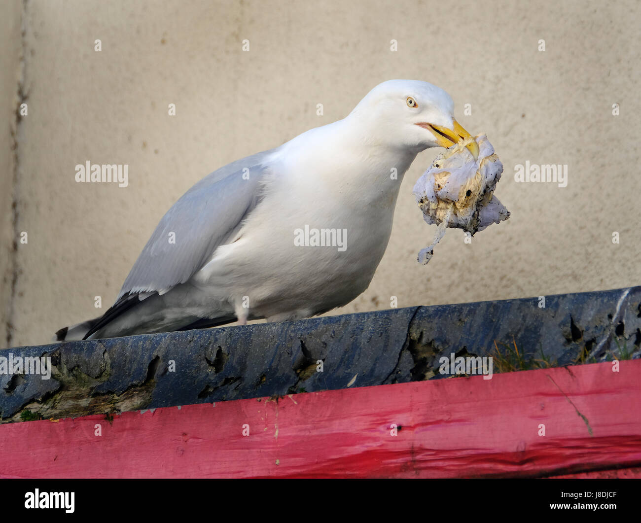 Erwachsenen Silbermöwe Aufräumvorgang im Stadt Zentrum Abfallbehälter für Lebensmittel. Stockfoto