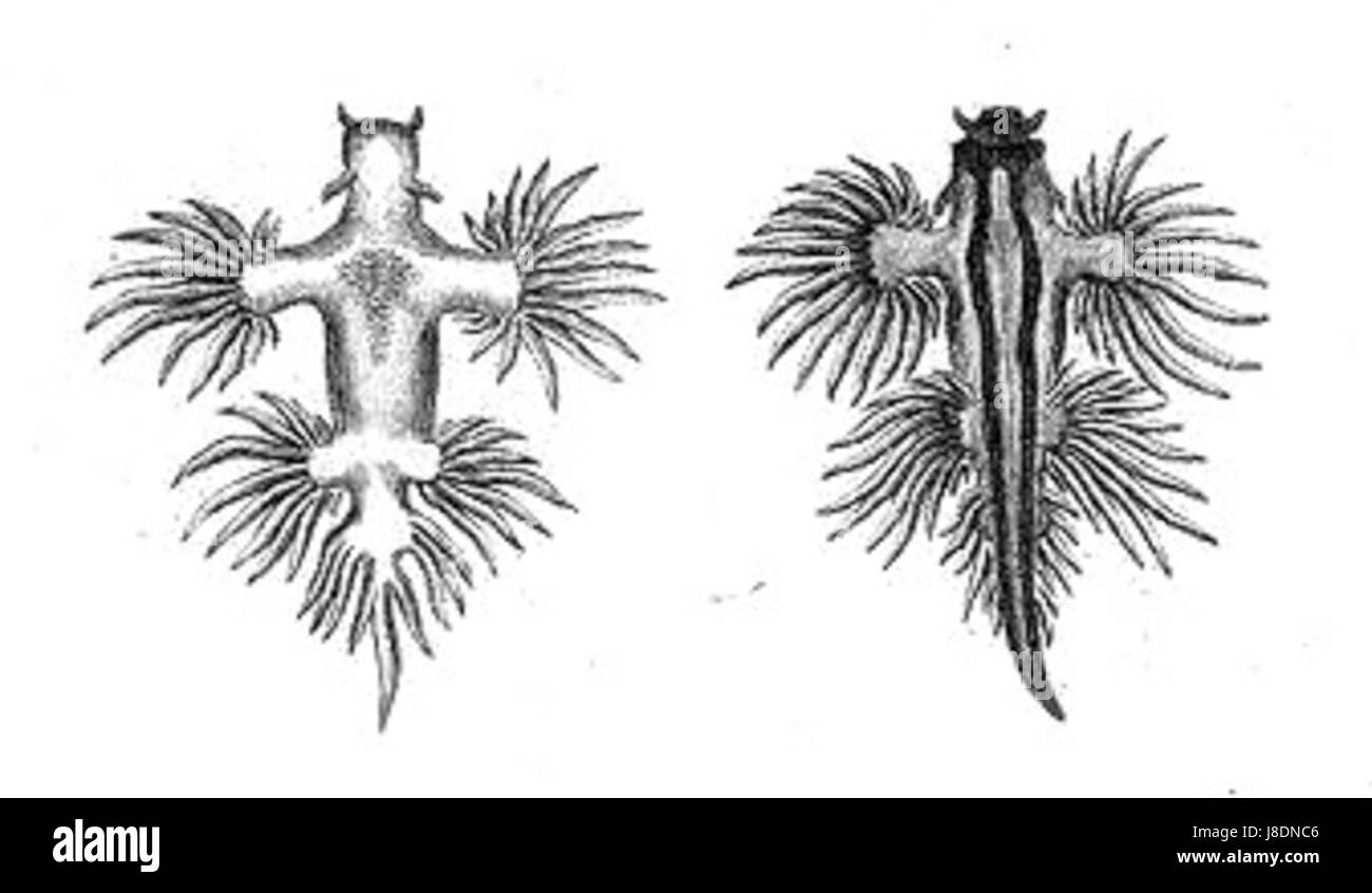 Glaucus atlanticus, auch als blauer Drache bekannt, ist eine Art der Meeresschnecke, die weltweit in den Ozeanen vorkommt. Er ist bekannt für seine markante blaue Farbe und sein einzigartiges Aussehen und spielt eine Rolle in den Meeresökosystemen. Stockfoto