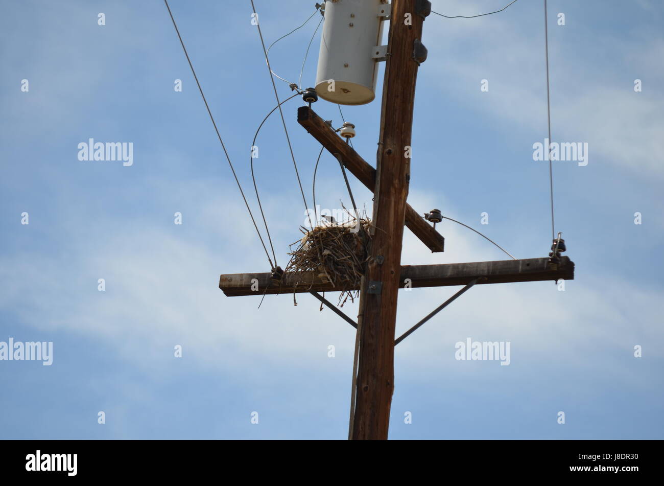 Raben Nest in Apple Valley, Kalifornien. Stockfoto