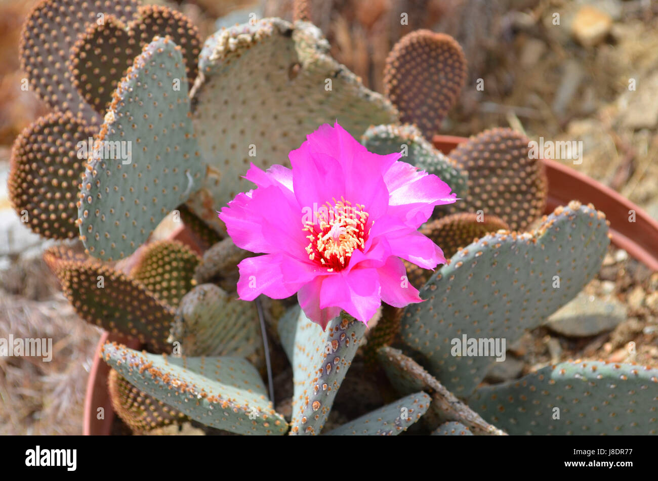 Opuntia Basilaris in voller Blüte. Stockfoto
