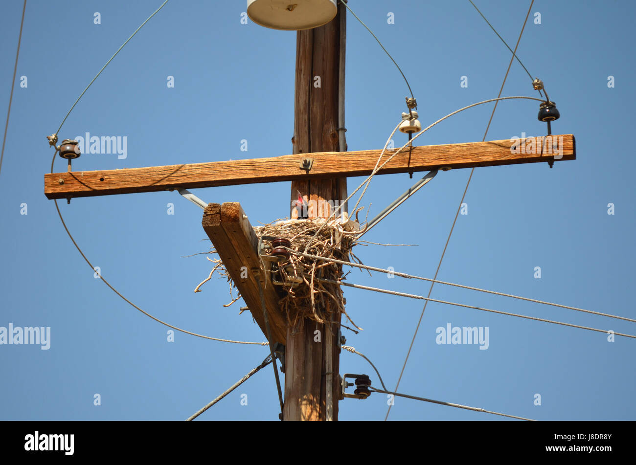 Raben Nest in Apple Valley, Kalifornien. Stockfoto