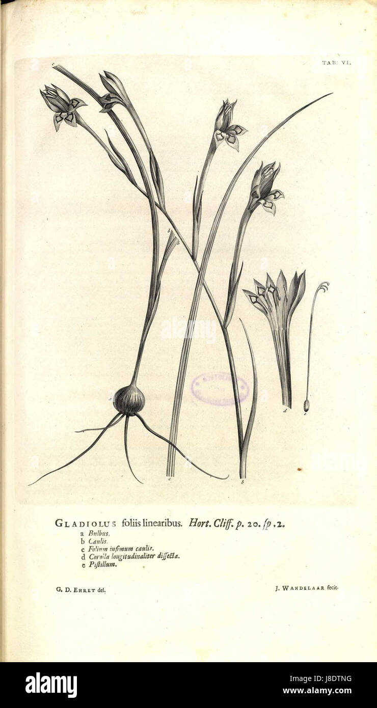 Eine botanische Platte aus Linnaeus' *Hortus Cliffortianus*, eine Arbeit zur Pflanzentaxonomie. Diese Illustration zeigt eine von Linnaeus untersuchte und katalogisierte Pflanzenart, die seine Beiträge zur modernen Botanik und Pflanzenklassifizierung widerspiegelt. Stockfoto