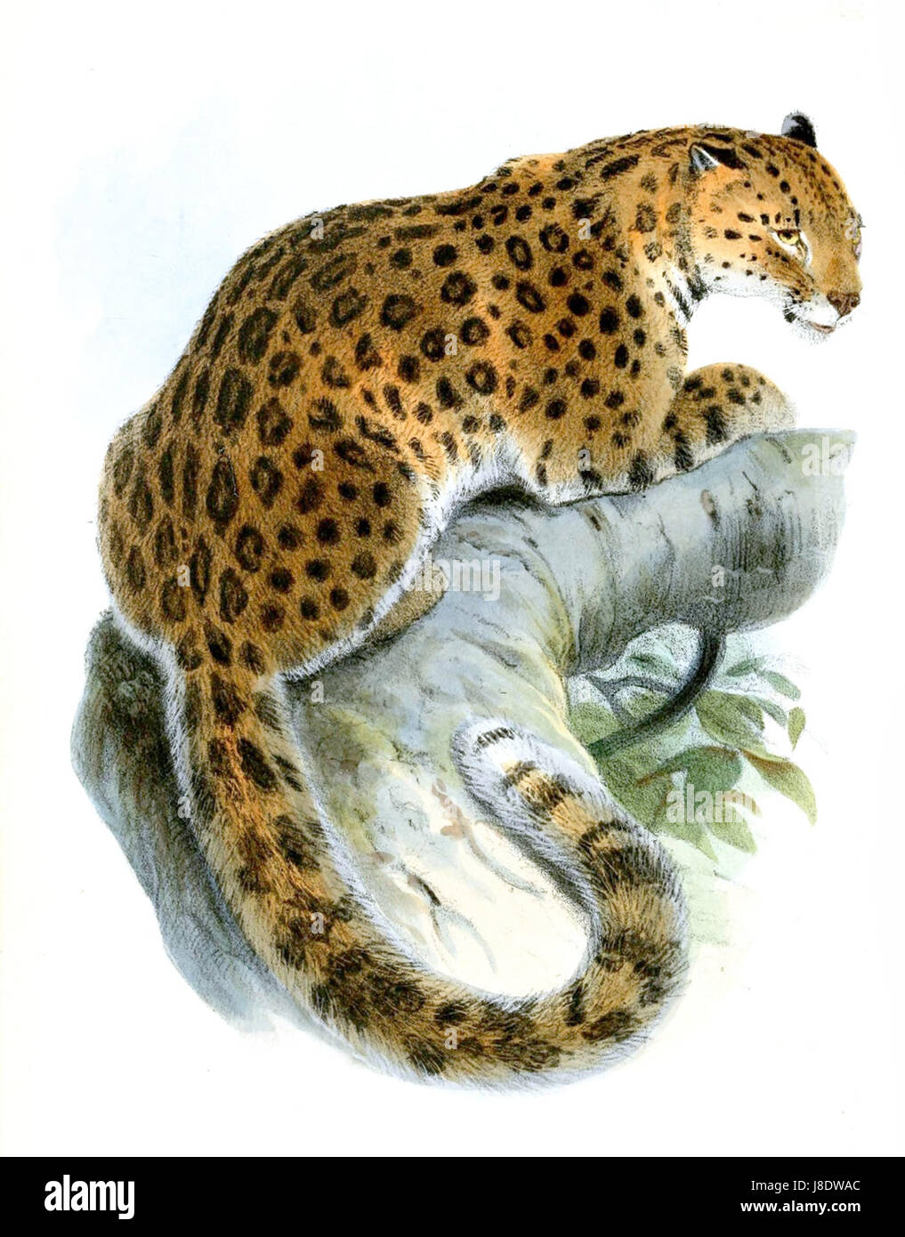 Leopardus Japonensis, auch bekannt als die japanische Leopardenkatze, ist eine in Japan heimische Wildkatze, die für ihr unverwechselbares Aussehen und Verhalten bekannt ist. Stockfoto