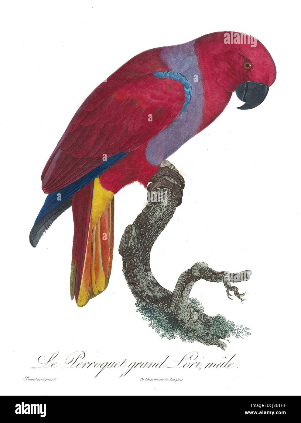Der Levaillant-Papagei ist eine Papageeienart, die nach dem Naturforscher FranÃ Levaillant benannt ist und in einer wissenschaftlichen Illustration dargestellt wird, die seine farbenfrohen Merkmale zeigt. Stockfoto