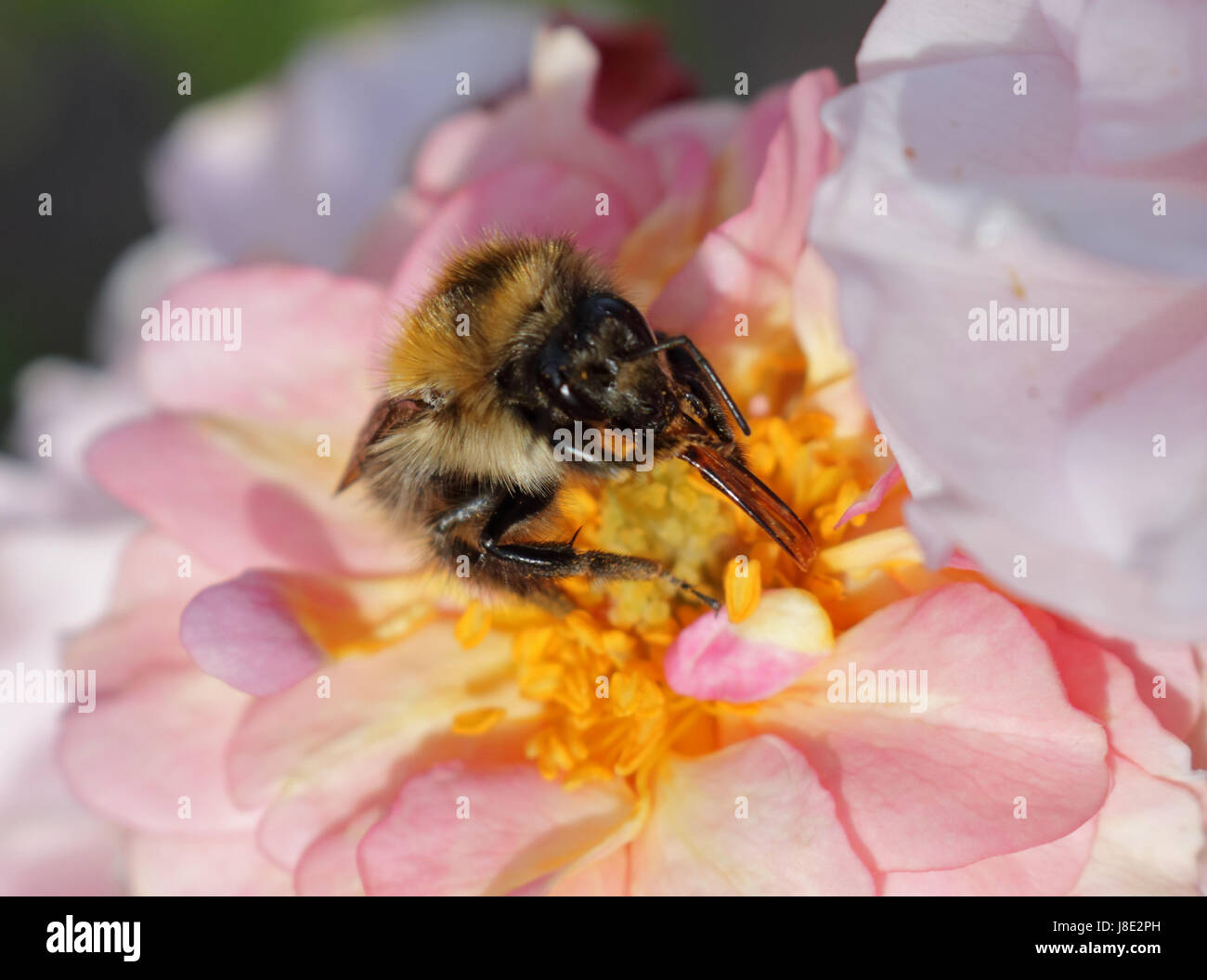 Wisley, Surrey, UK. 28. Mai 2017. Eine Biene ernährt sich eine rosa Rose in der Morgensonne in Wisley Gardens in Surrey. Bildnachweis: Julia Gavin UK/Alamy Live-Nachrichten Stockfoto