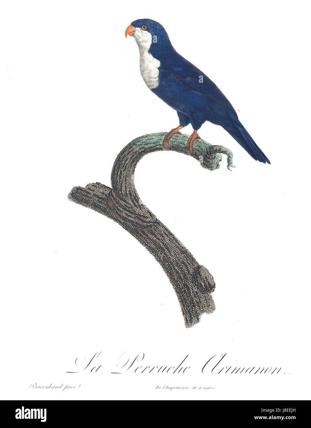 Eine Illustration oder Verweis auf Levaillant's Paprot, eine Art von Papagei, möglicherweise eine botanische oder zoologische Illustration, die ihre Besonderheiten und ihren Lebensraum zeigt. Stockfoto