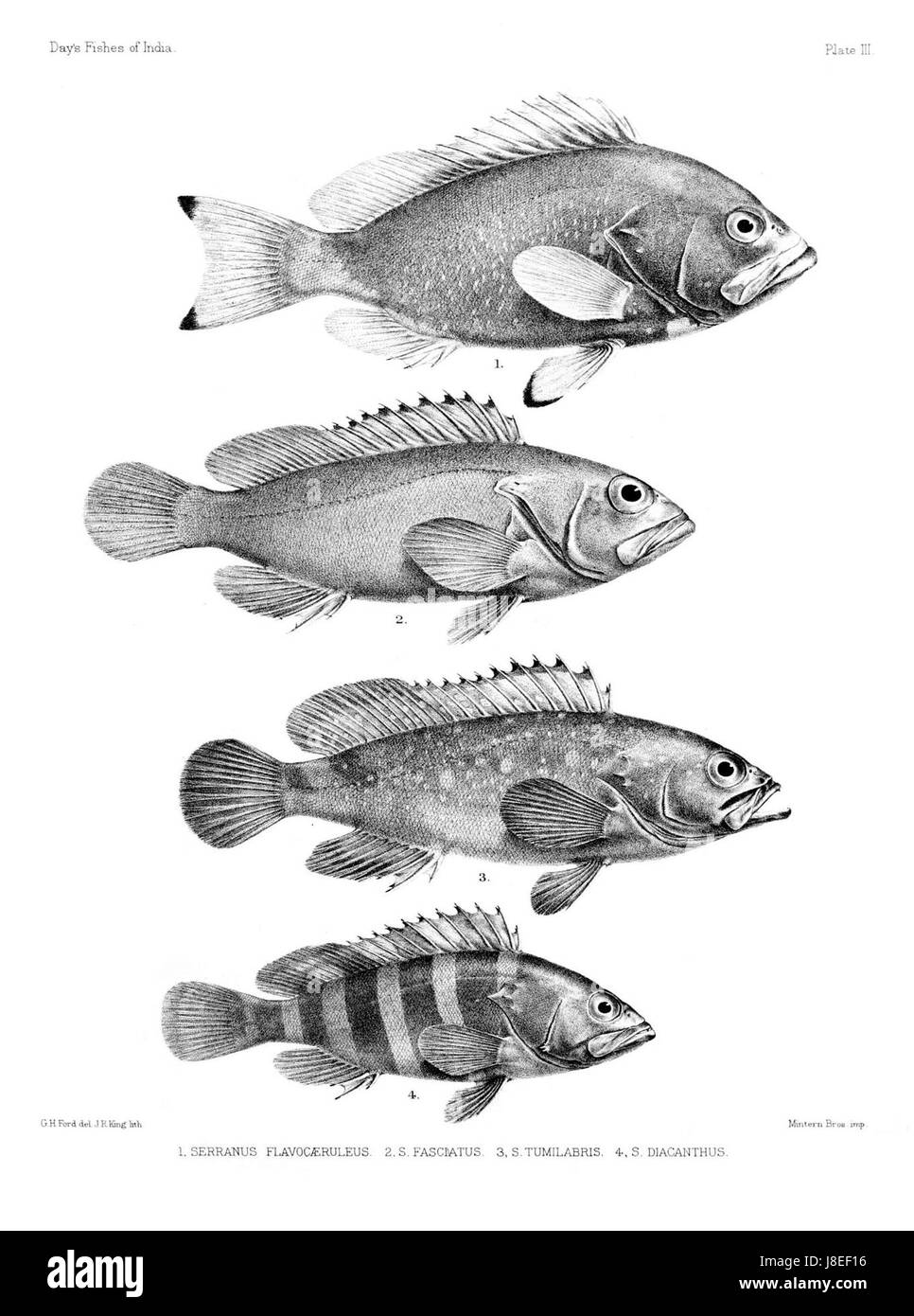 Fische von Indien. Atlas. Platte III Stockfoto