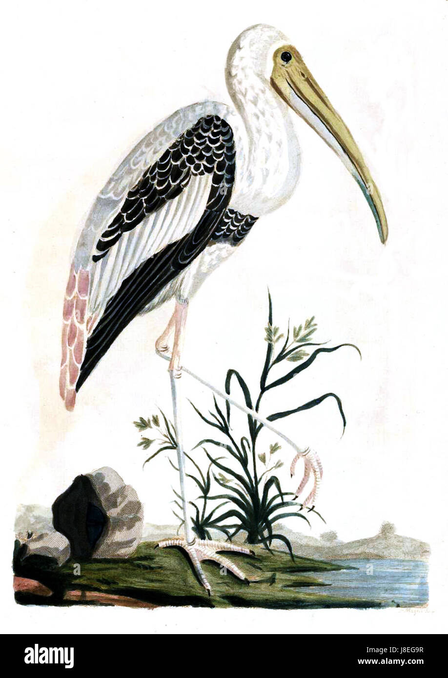 Forster Plate 10 ist ein historisches Bild oder ein Druckbild, das möglicherweise auf botanische oder geografische Studien bezogen ist. Sie bietet Einblicke in wissenschaftliche oder künstlerische Darstellungen während ihrer Ära. Stockfoto