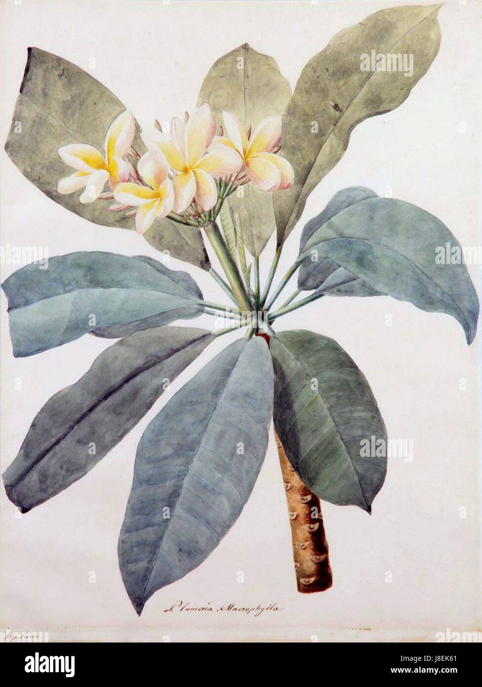 Jean Cristoph Heyland war eine bemerkenswerte Persönlichkeit, allerdings bedarf es weiterer Kontexte hinsichtlich ihrer spezifischen Beiträge oder ihrer historischen Bedeutung. Stockfoto