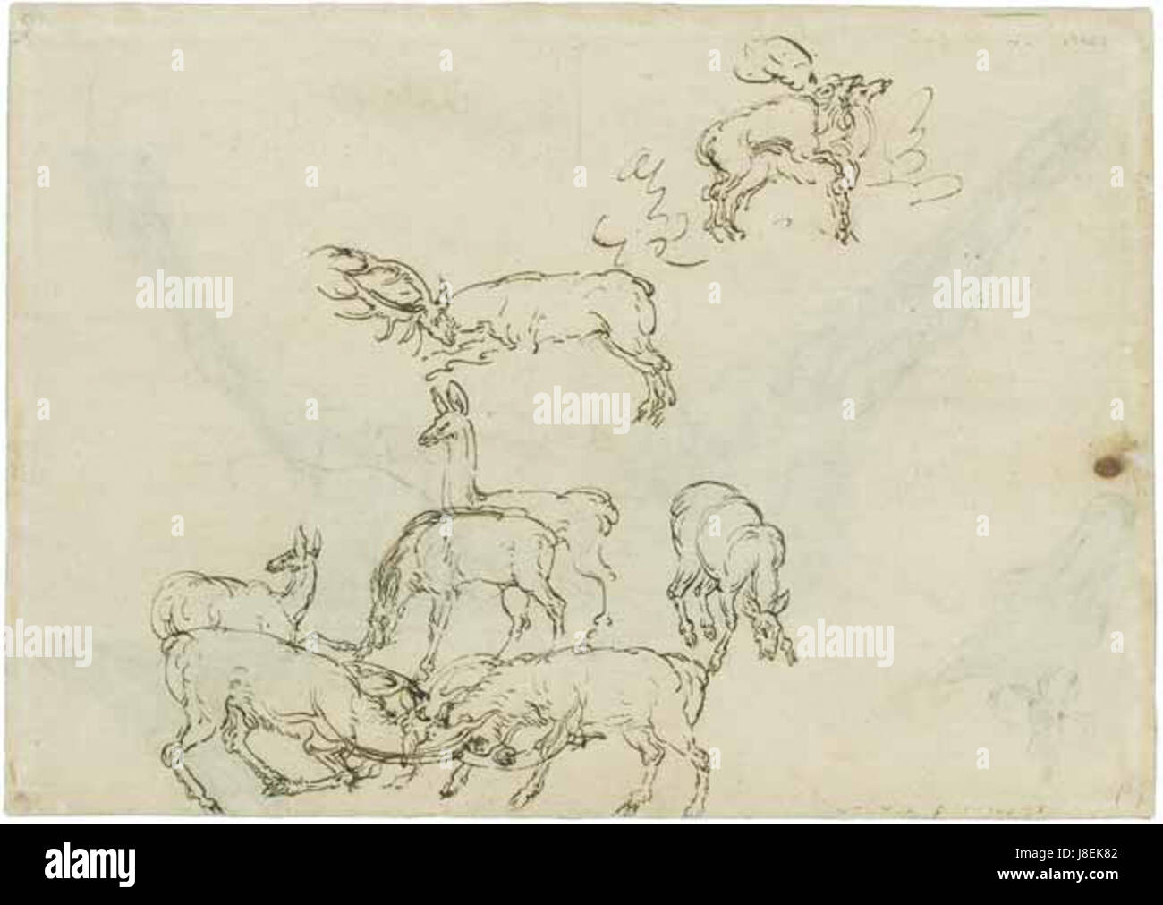 Eine Zeichnung von Lucas Cranach, die eine Studie von Hirschen zeigt, die sein Interesse am Naturalismus und sein Geschick in der Tierdarstellung repräsentiert. Stockfoto