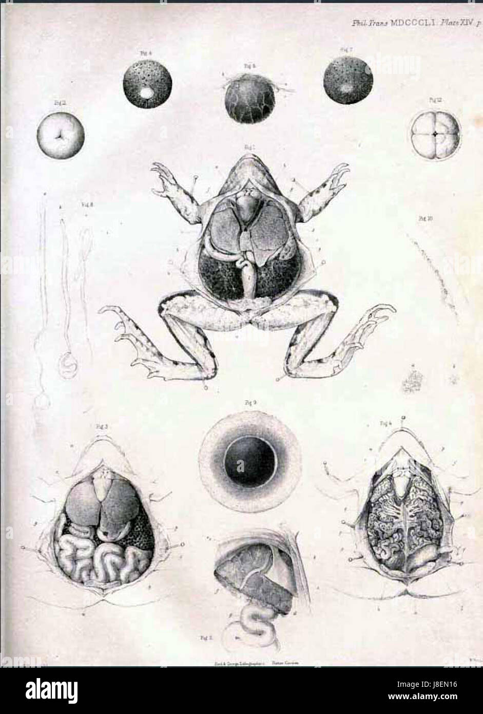 George Newport war eine prominente Persönlichkeit in historischen oder kulturellen Zusammenhängen, möglicherweise eine bemerkenswerte Persönlichkeit in den Künsten, Wissenschaften oder anderen akademischen Bereichen. Der Titel bezieht sich wahrscheinlich auf ein bestimmtes Werk oder eine Aufzeichnung, in der Newports Beiträge enthalten sind. Stockfoto