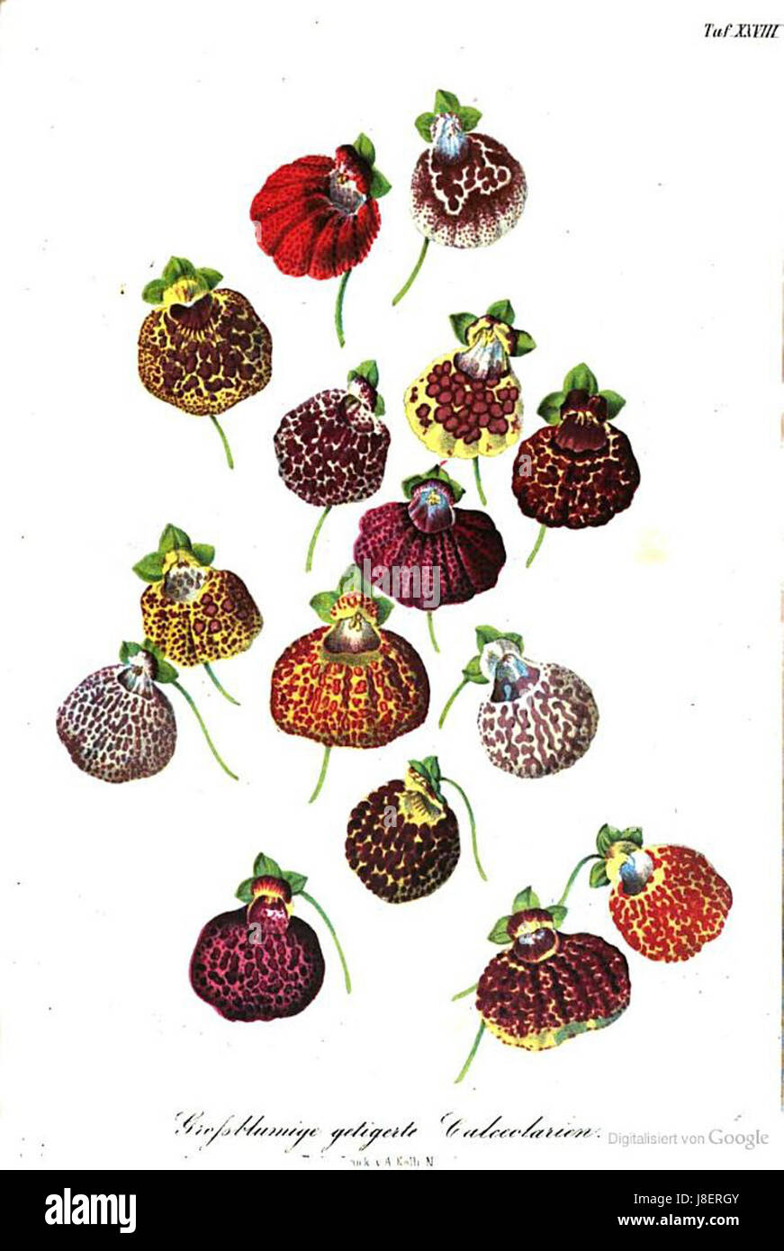 „Gartenflora“ ist ein botanisches Nachschlagewerk oder eine Zeitschrift, die sich mit Gartenpflanzen und -Flora befasst und zum Verständnis von Gartenbau und Pflanzensorten beiträgt, mit besonderem Schwerpunkt auf Gartengestaltung und -Anbau. Stockfoto