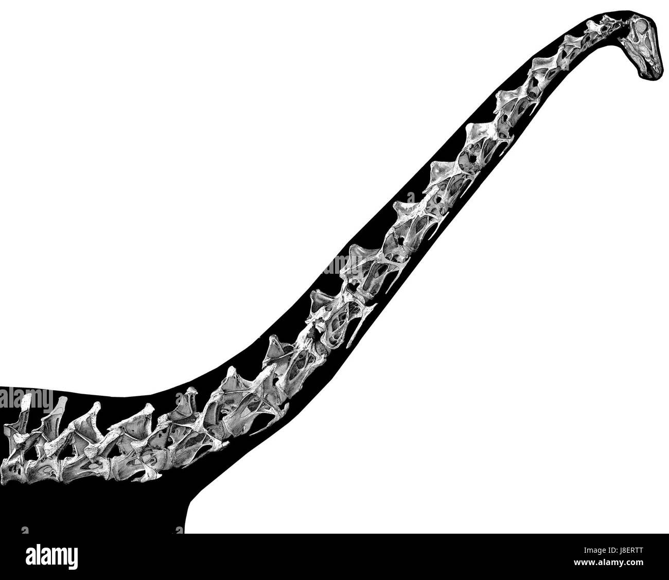 Der Diplodocus, ein großer Sauropoden-Dinosaurier, ist für seinen langen Hals bekannt. Dieses Bild zeigt die typische Nackenhaltung des Dinosauriers, die in einer horizontalen oder leicht erhöhten Position gehalten wird. Stockfoto