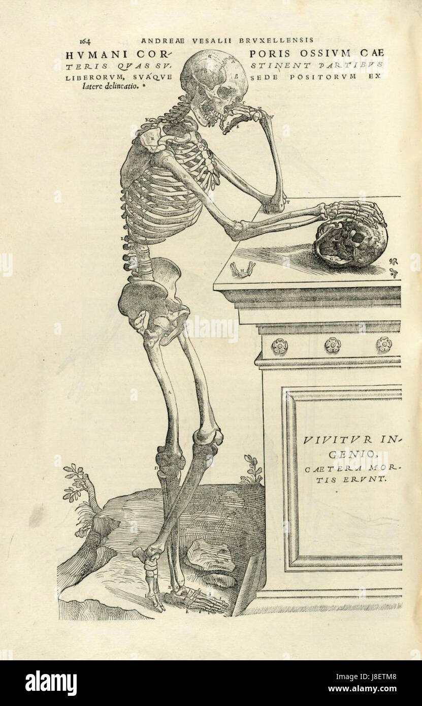 Houghton Typ 565.43.868 De Humani Corporis Fabrica, 164 Stockfoto